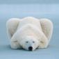 Icebear képe